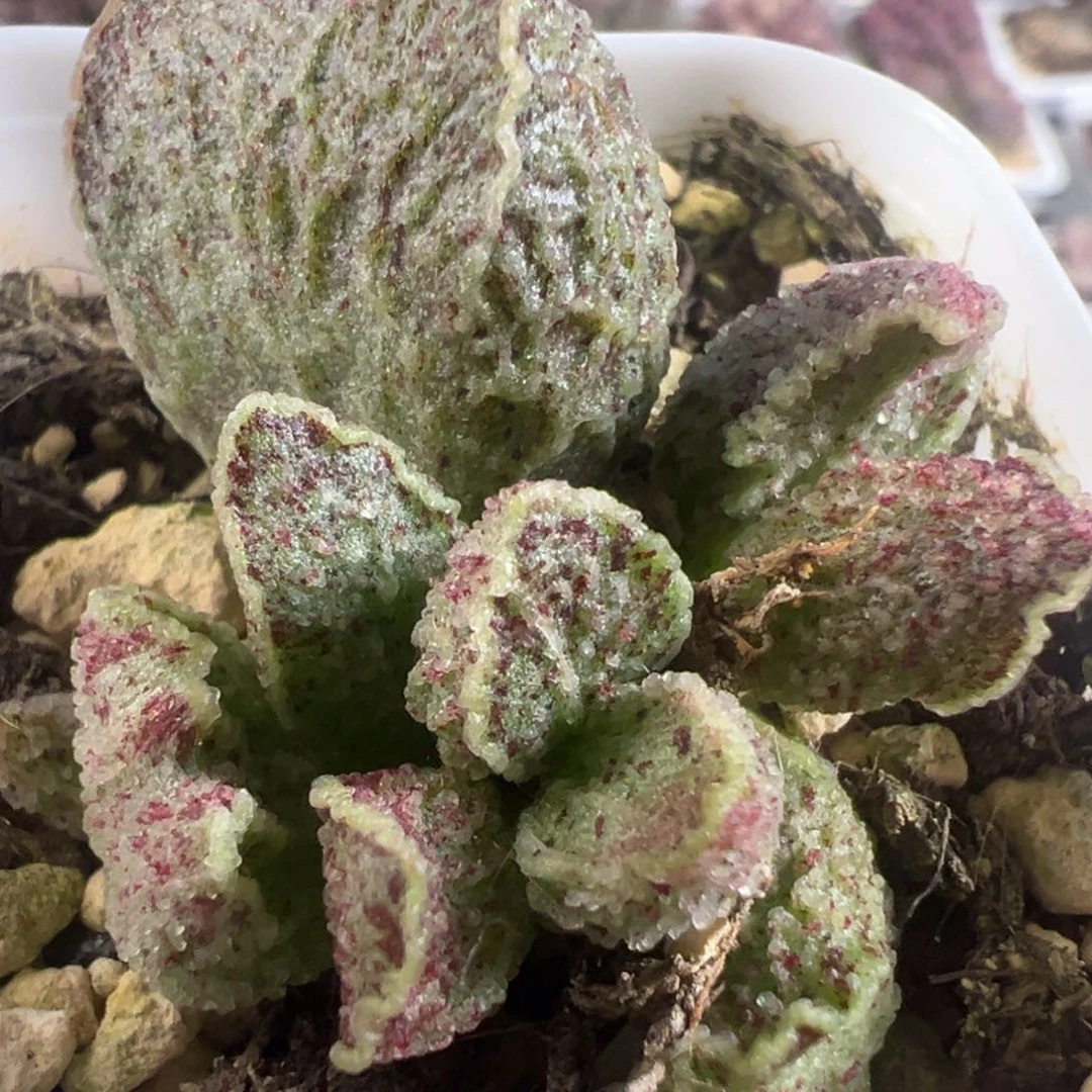血斑款实生新品大苗多肉植物水泡
