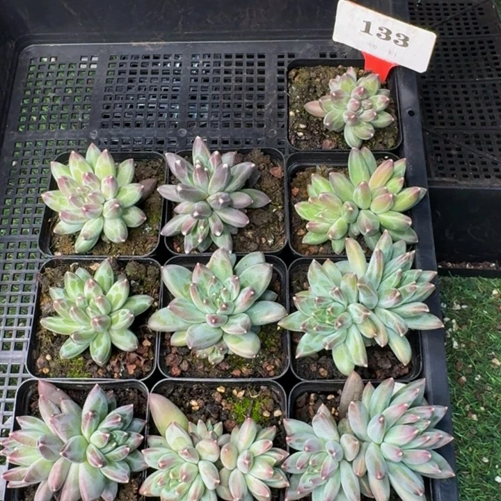 133多肉植物一物一拍