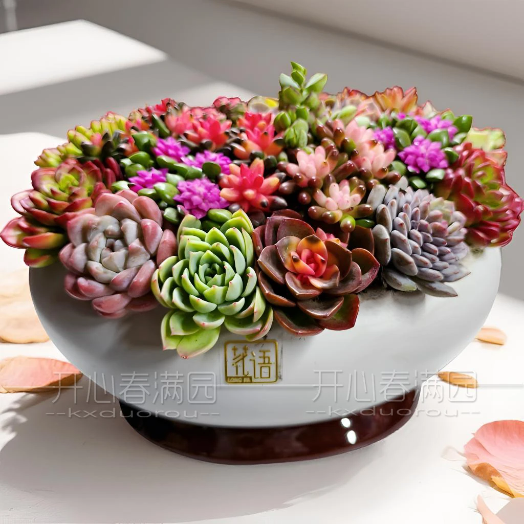 2026精品盆栽大元宝室内多肉植物组合盆栽含盆带花发