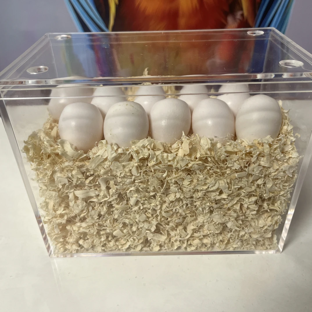 可孵化新鲜掏窝鹦鹉蛋