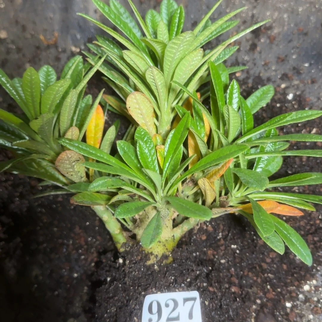 巨琉桑一物一拍多肉植物