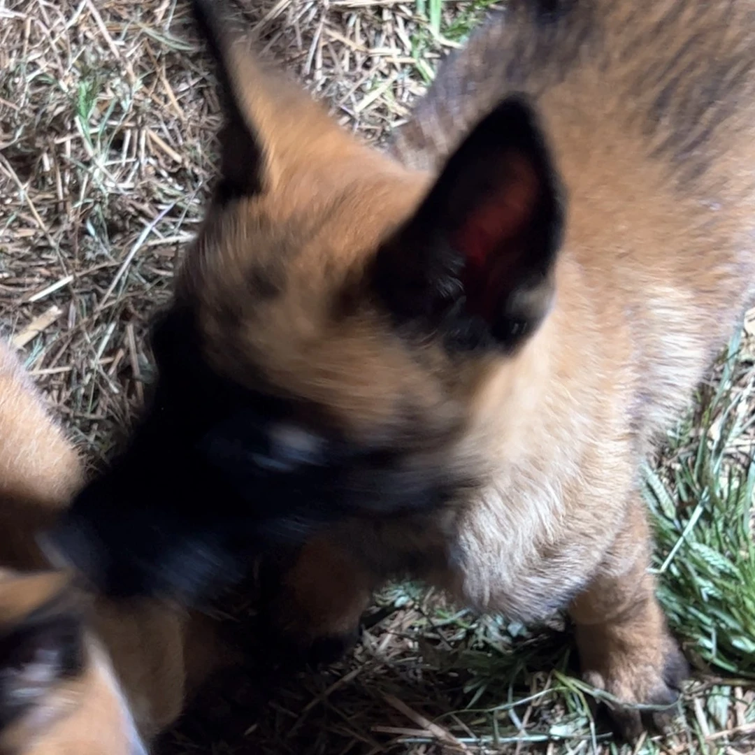 马犬小公两个月多