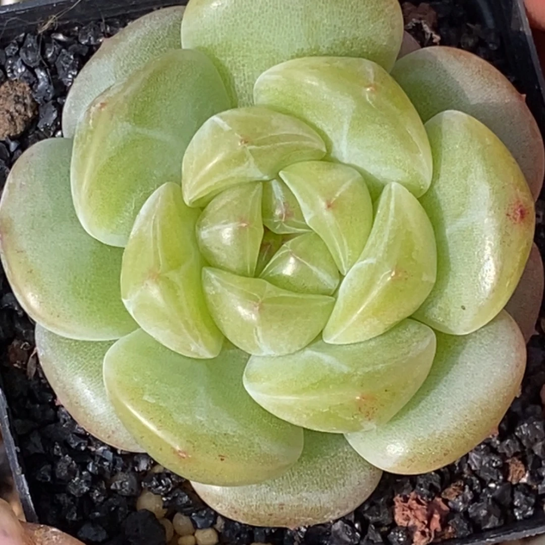 天官赐福百无禁忌