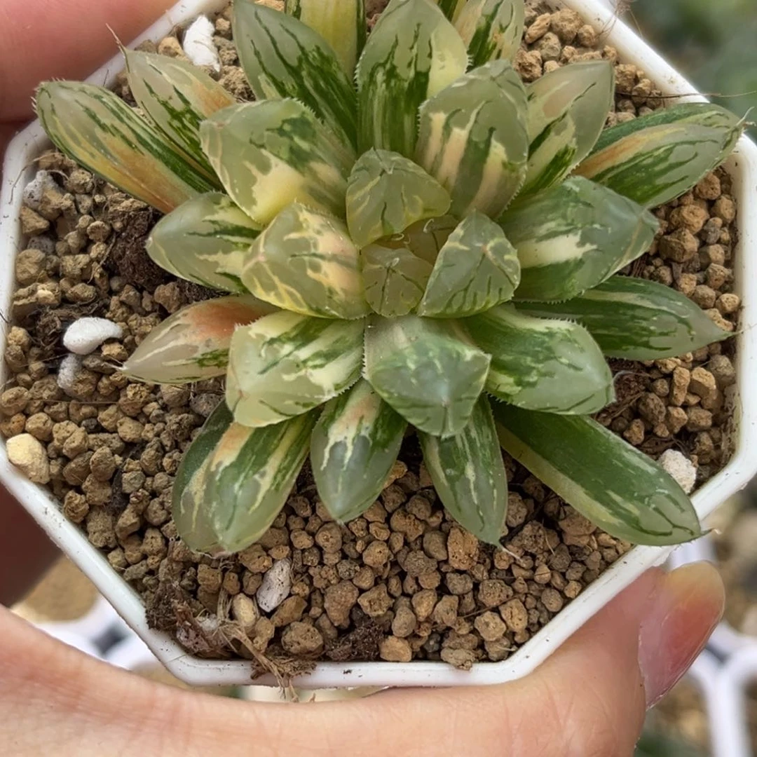 5天线宝宝玉露锦哈哈哈哈哈哈