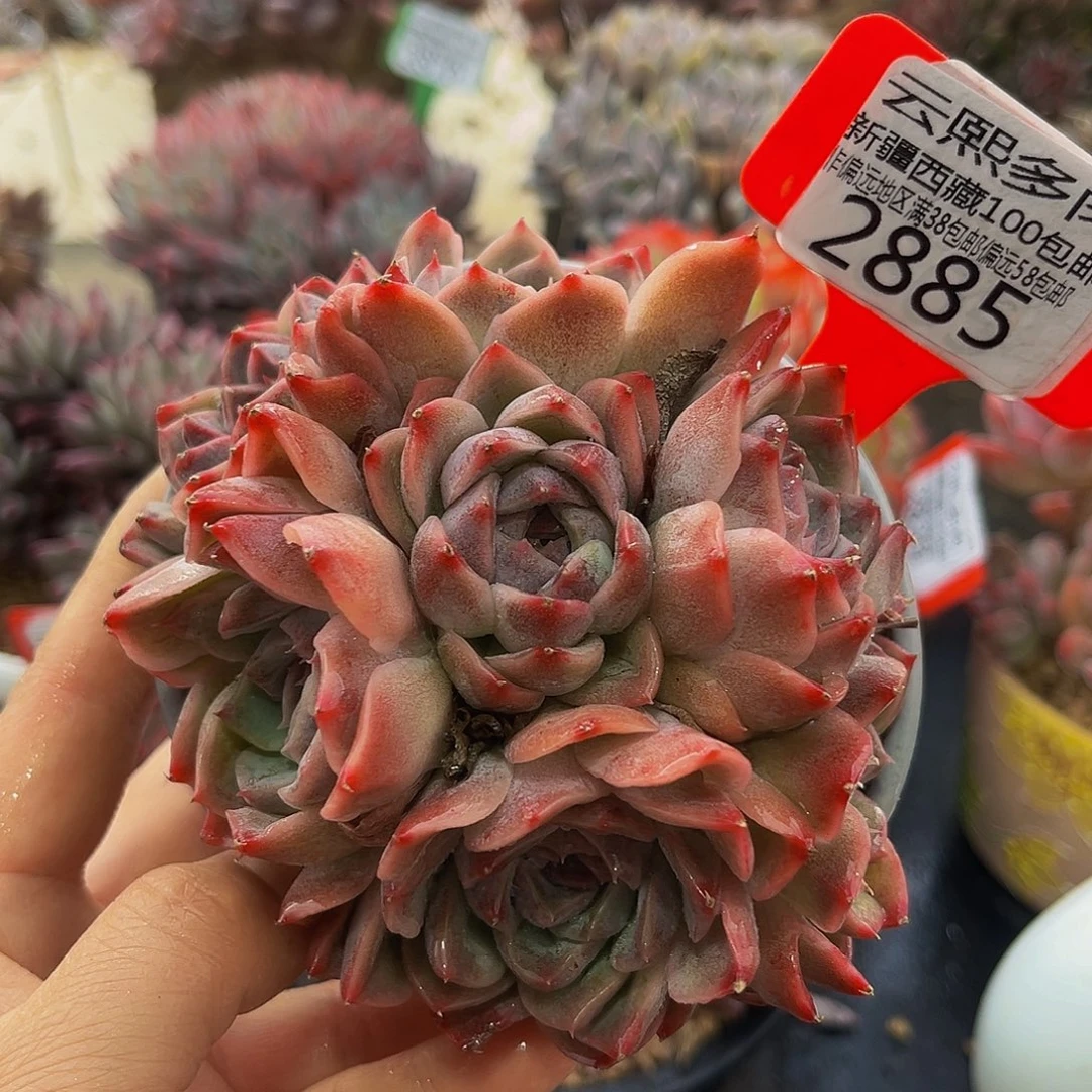 2885黑水晶玫瑰多肉植物