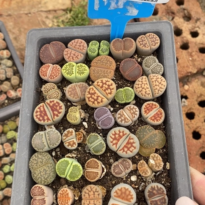 猪**。生石花小苗112