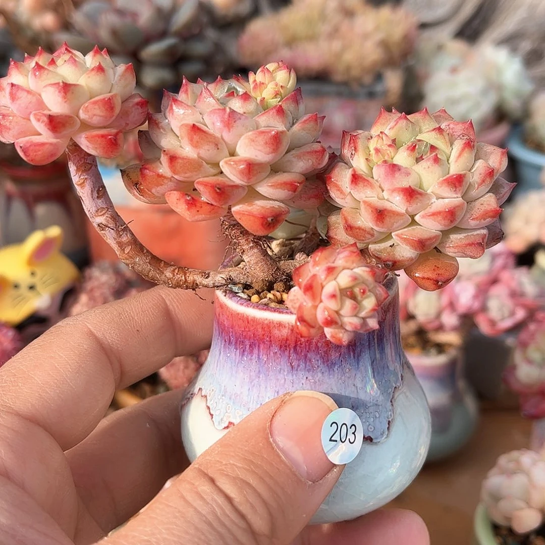 木*203 含盆含土发货 30包邮偏远除外