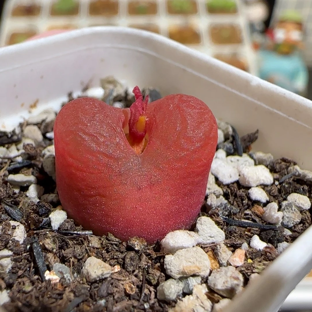 肉锥多肉植物组合-1430.5、1678