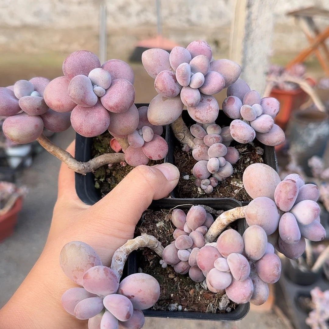 桃蛋老桩不带盆3颗28号