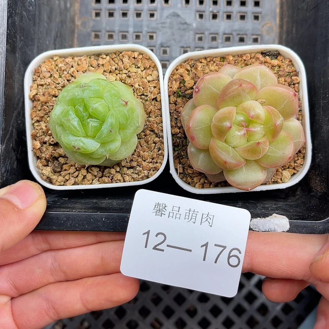 多肉一物一拍12-176