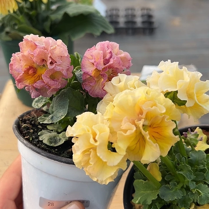 红陶抖音直播闪拍28