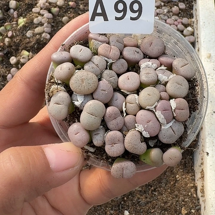 99多肉植物多肉植物
