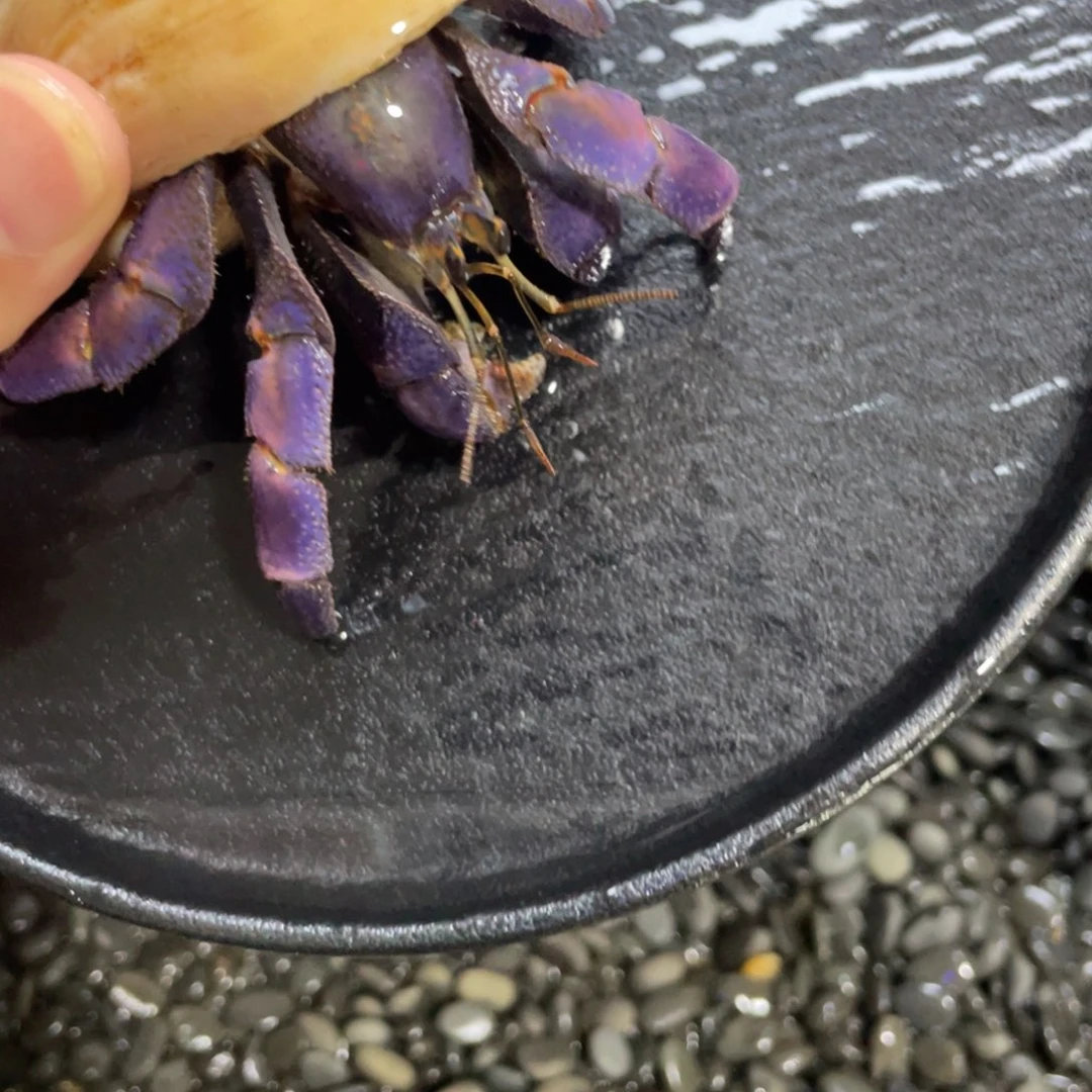 寄居蟹寄居蟹寄居蟹