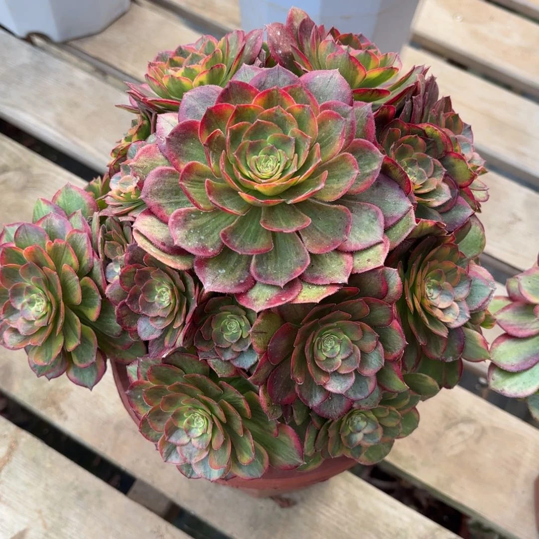 雨**虹花好月又圆282515