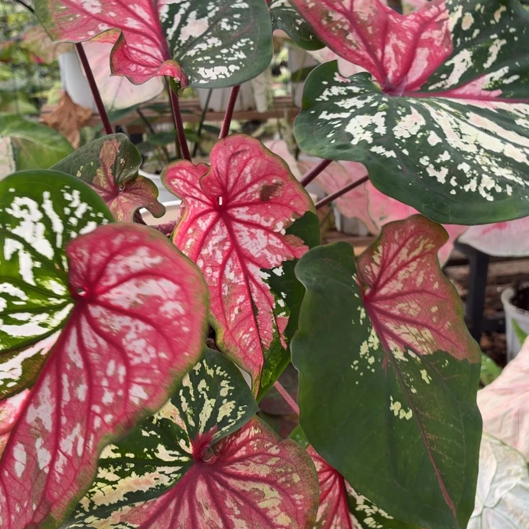 大部分花苞少量开放B296