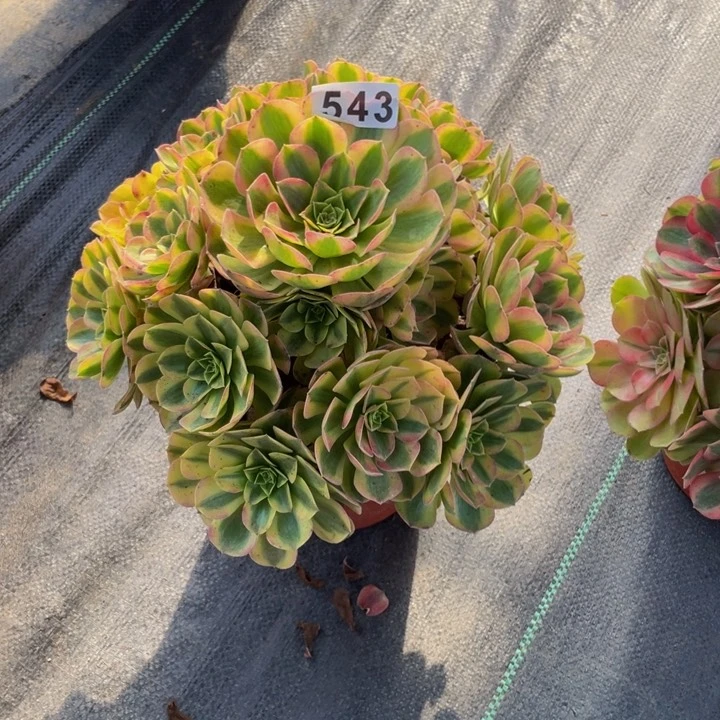 543老庄多肉法师雨荷