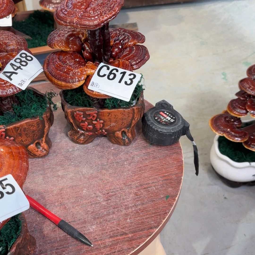 亿***️灵芝88888888888888888888