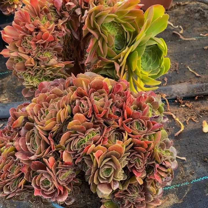一**好玫瑰一组多肉植物