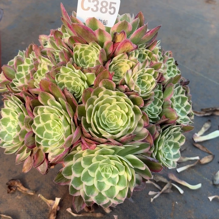 多肉植物 385 海王,