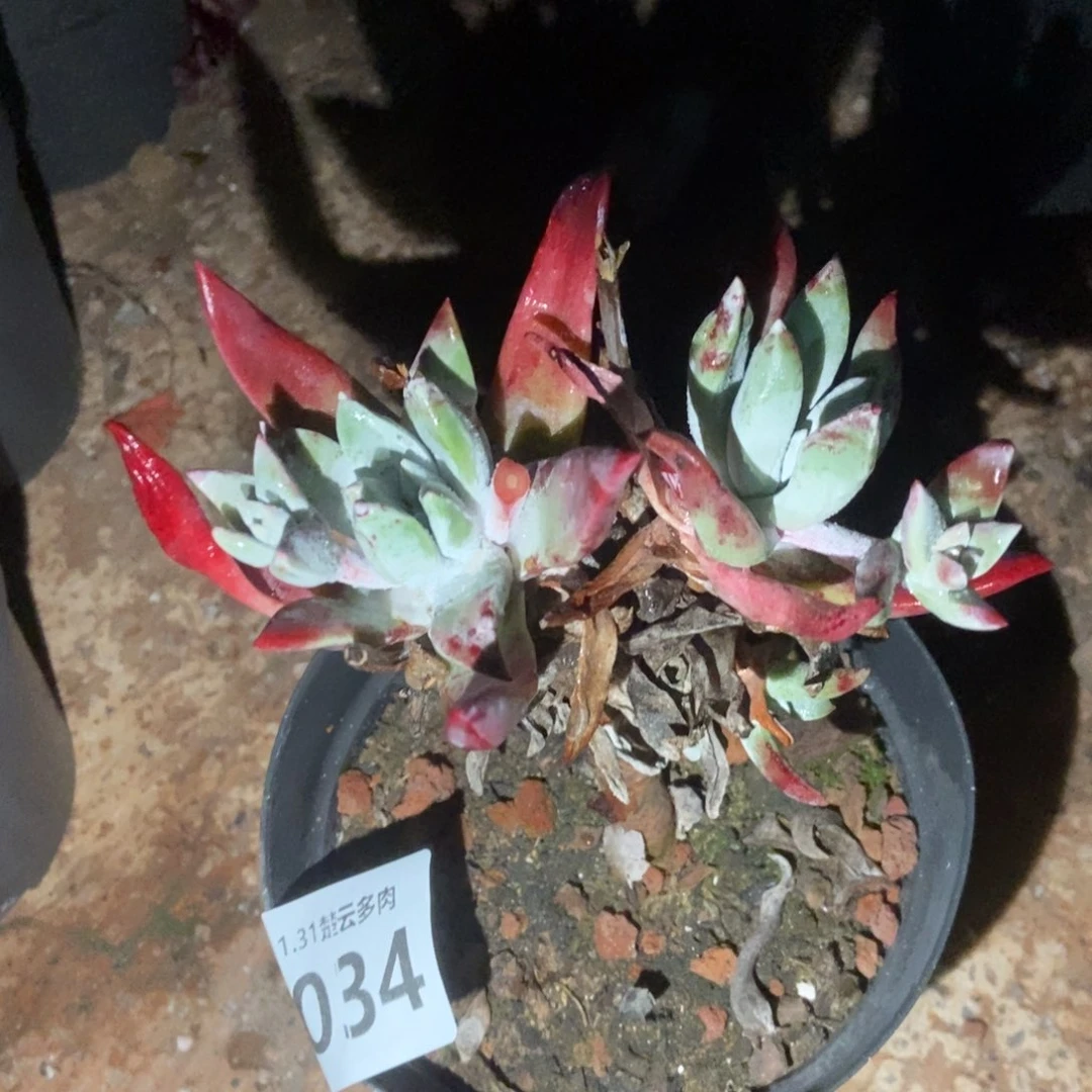 034初霜多肉植物