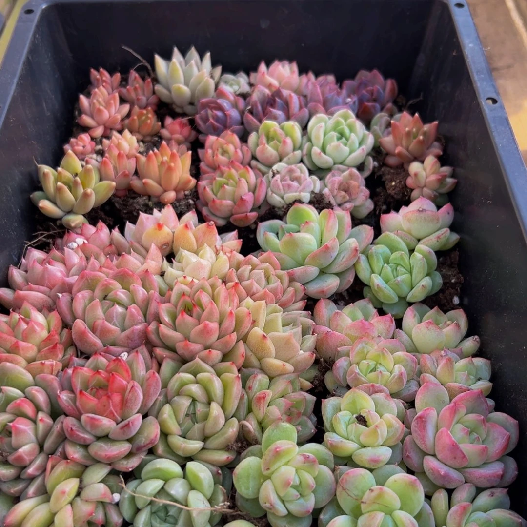 741多肉葡萄的味道是真的