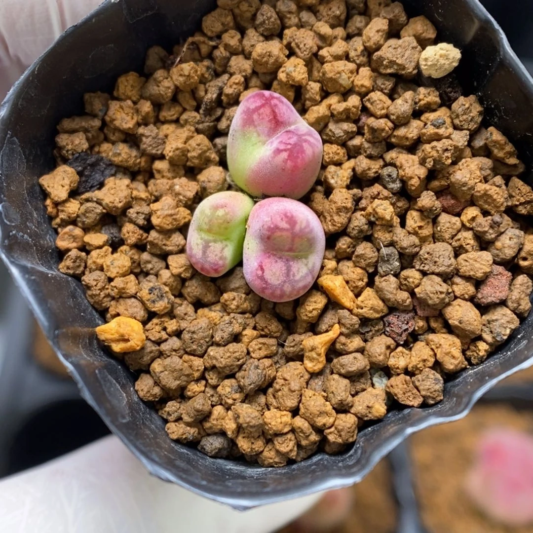 多肉植物肉锥杂交K-2305