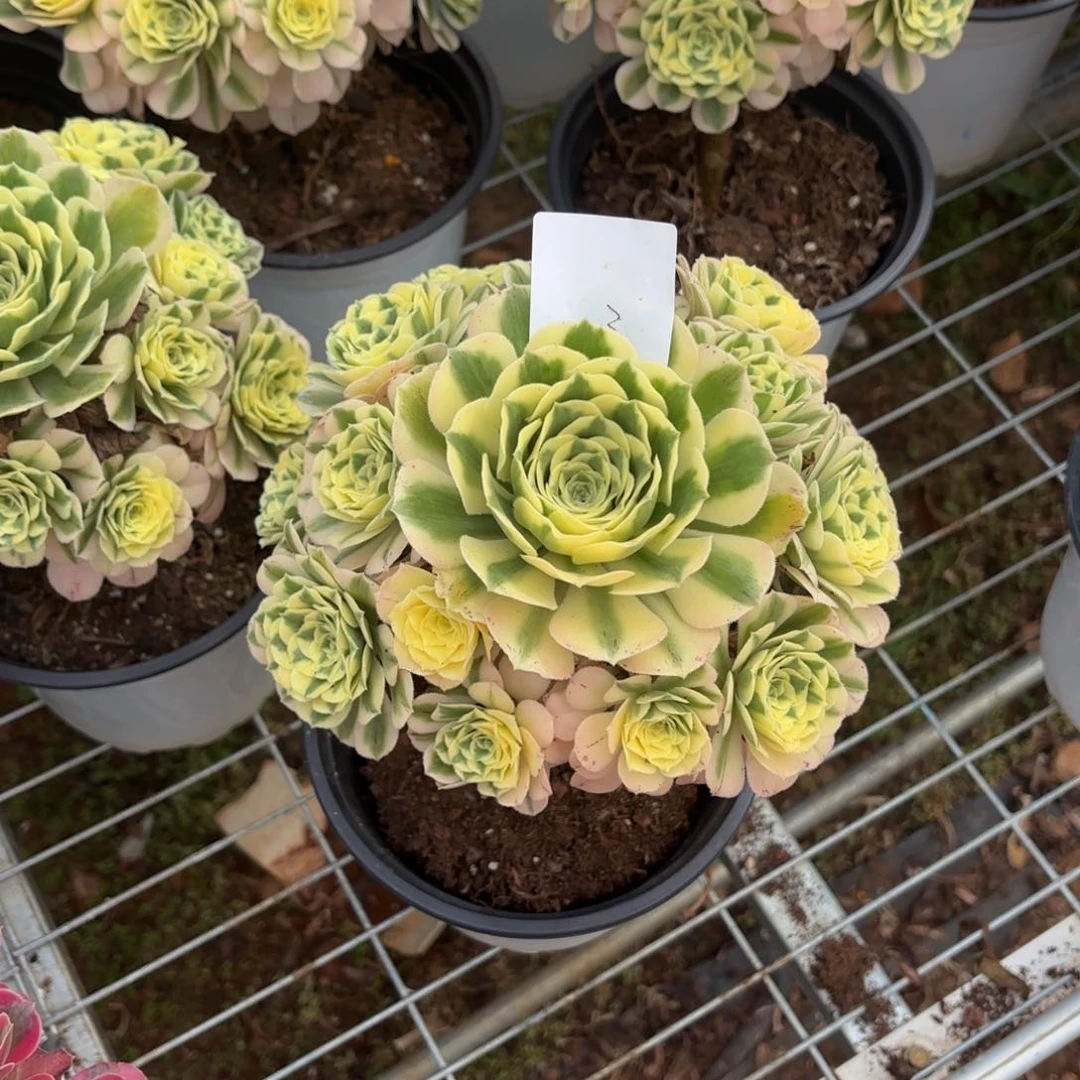 云南迈巴赫好看3号