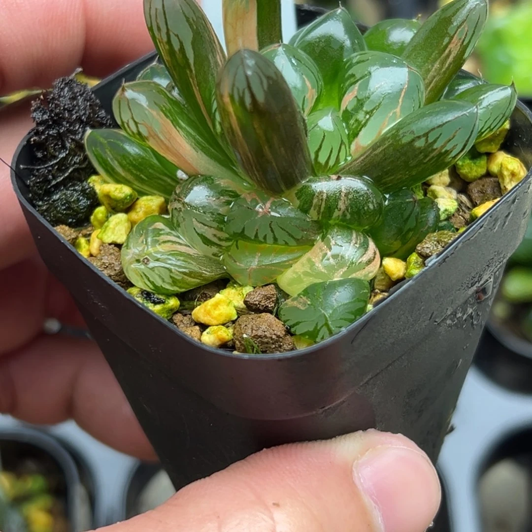 137红太阳玉露锦一物一拍