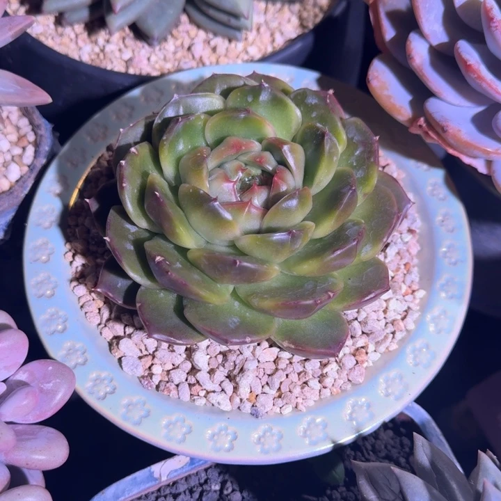 皮耶拉 珍妮 单头  一物一拍