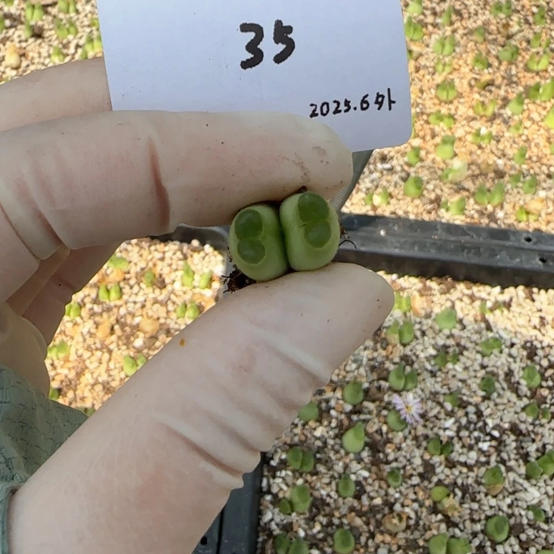 露**i多肉多肉多肉6.3-035