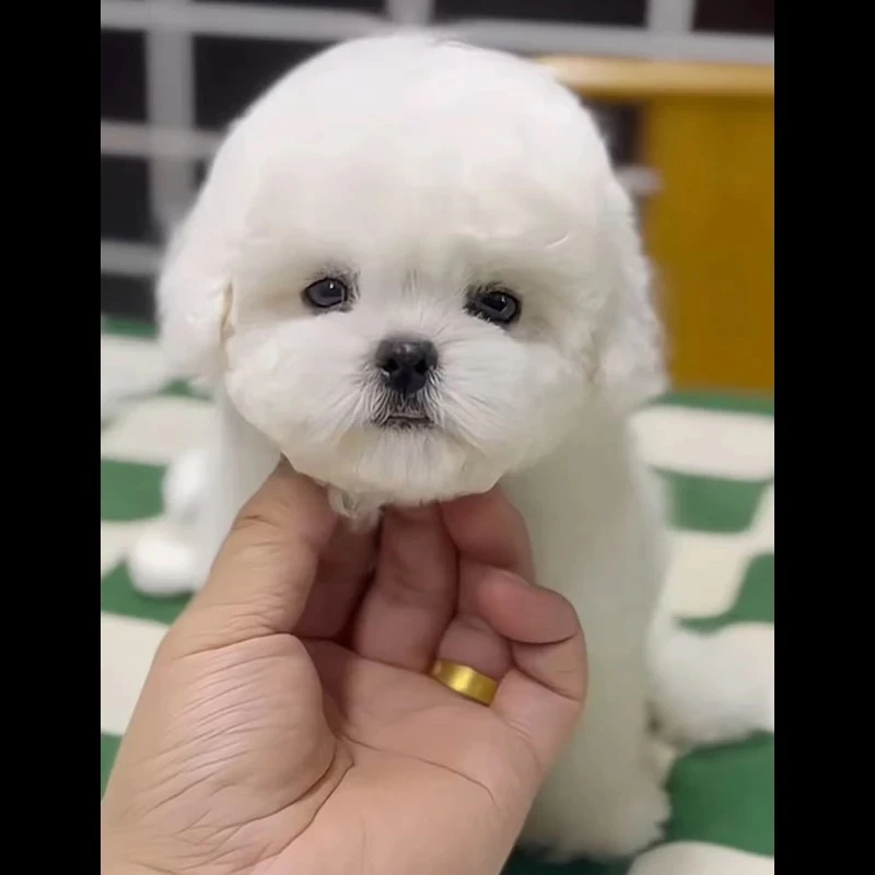 【飞腾家狗子】精品比熊犬 可爱摇粒绒小白狗 会笑的小比熊棉花糖