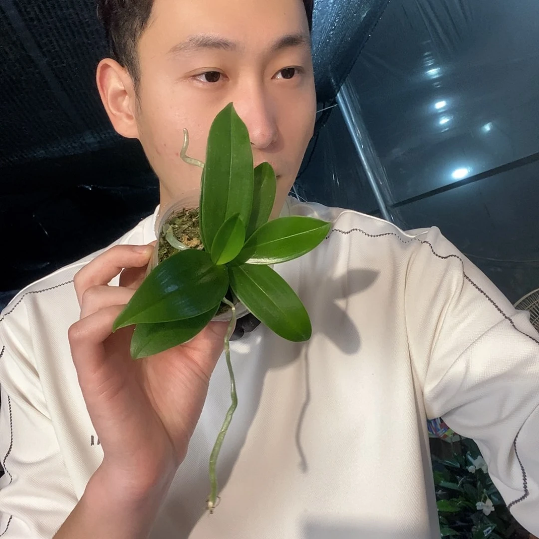 无花朵小蓝雨蝴蝶兰