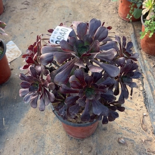 940黑元叶不包断枝