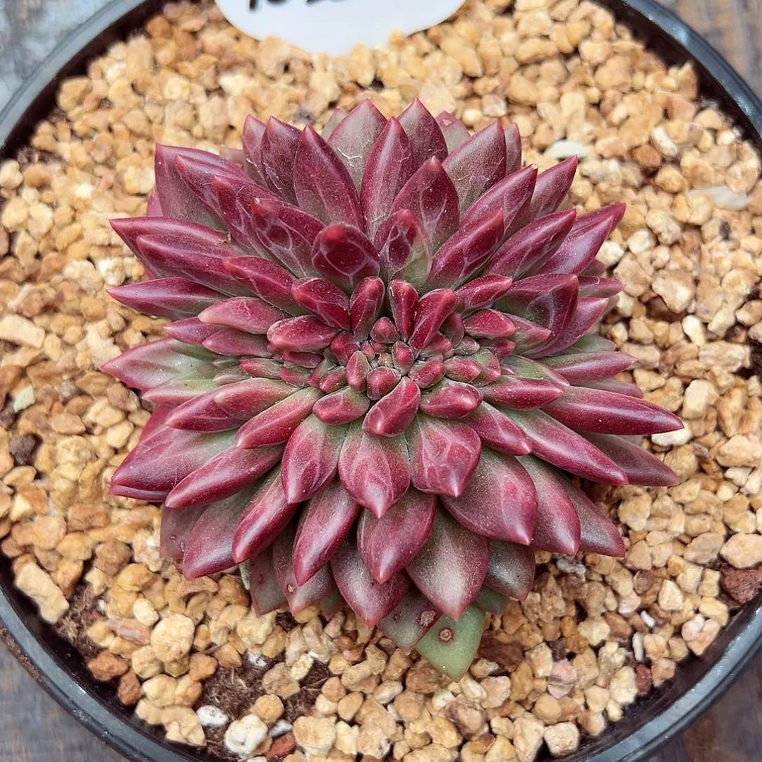 ****子1025-06迷雾泡泡缀化