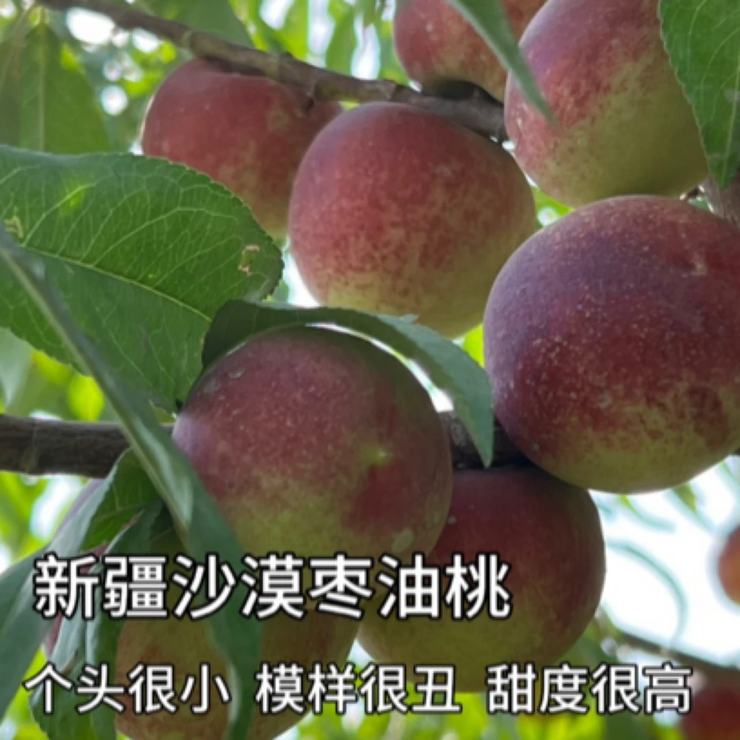 【顺丰空运】新疆沙漠枣油桃个头很小模样很丑甜度很高