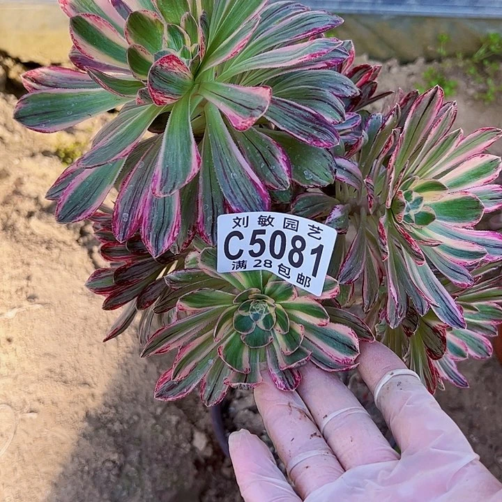 5081v锦多肉植物法师