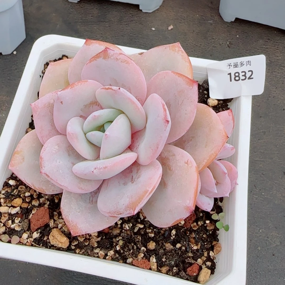 奶茶粗桩，1832多肉植物