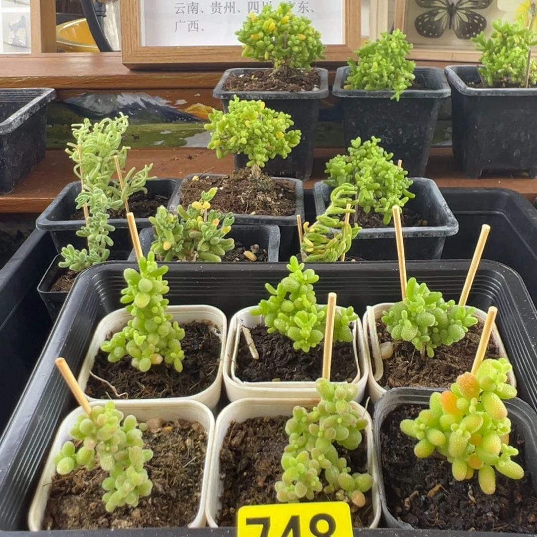枝干番杏多肉植物748
