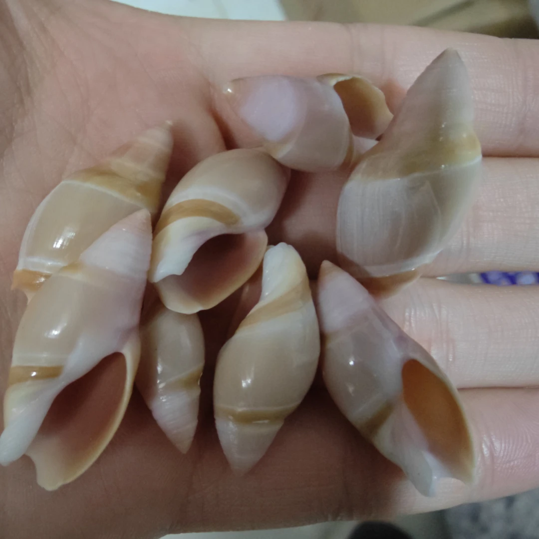 【1颗】套餐1天然贝壳海螺鱼缸水族造景摆件工艺品diy手工材料