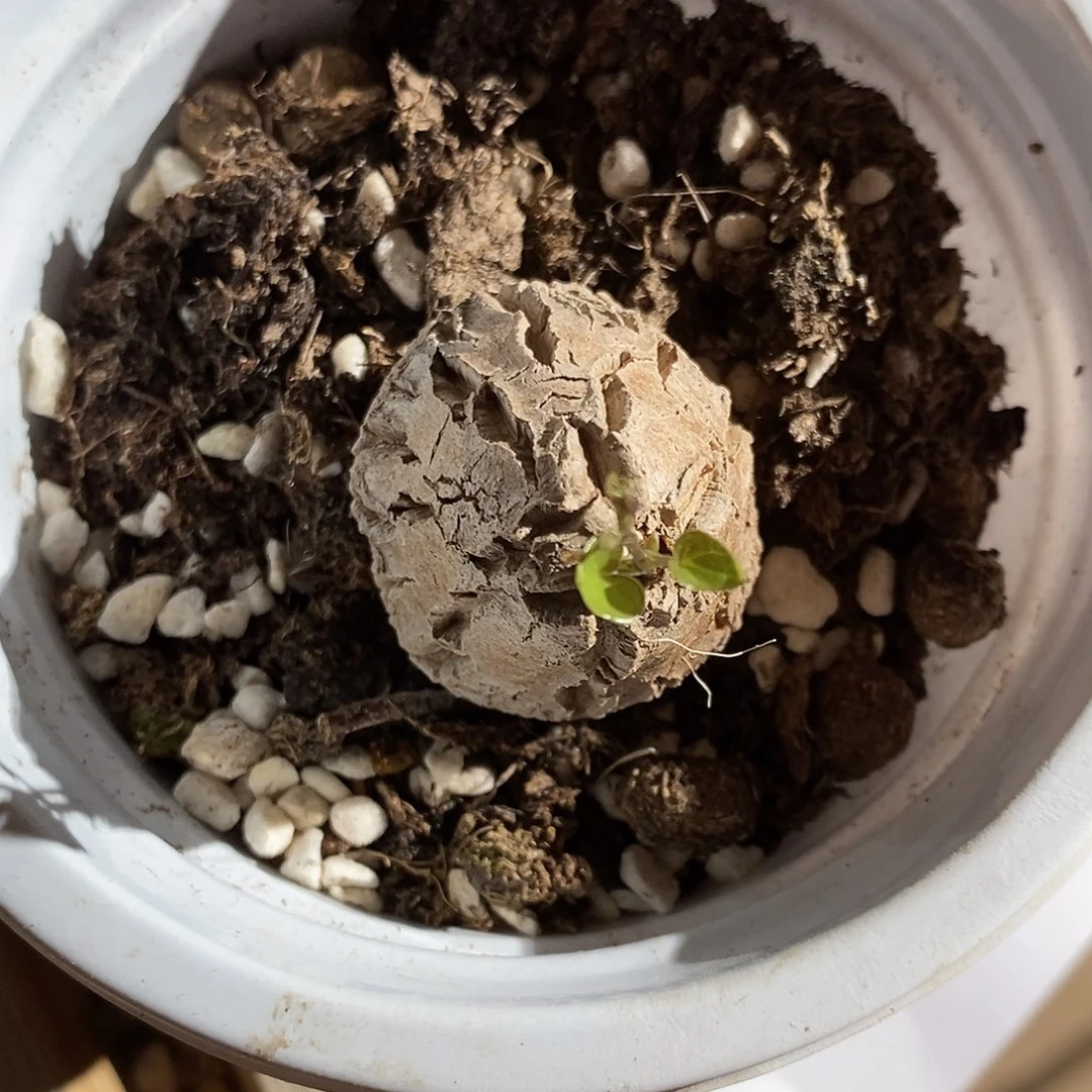 1384。    龟甲龙。