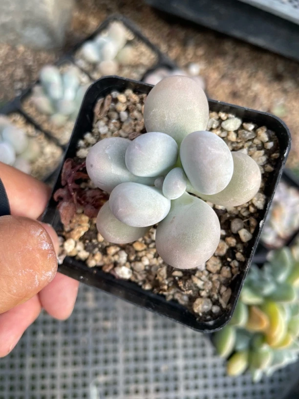 奶酪大叶型的奶酪