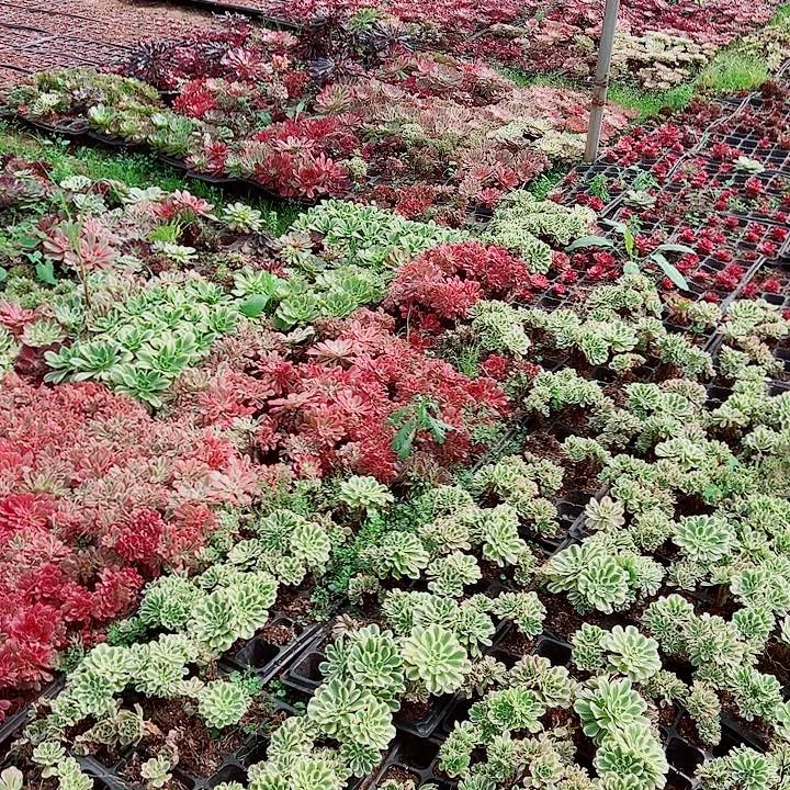 箱拍6颗多肉植物大战