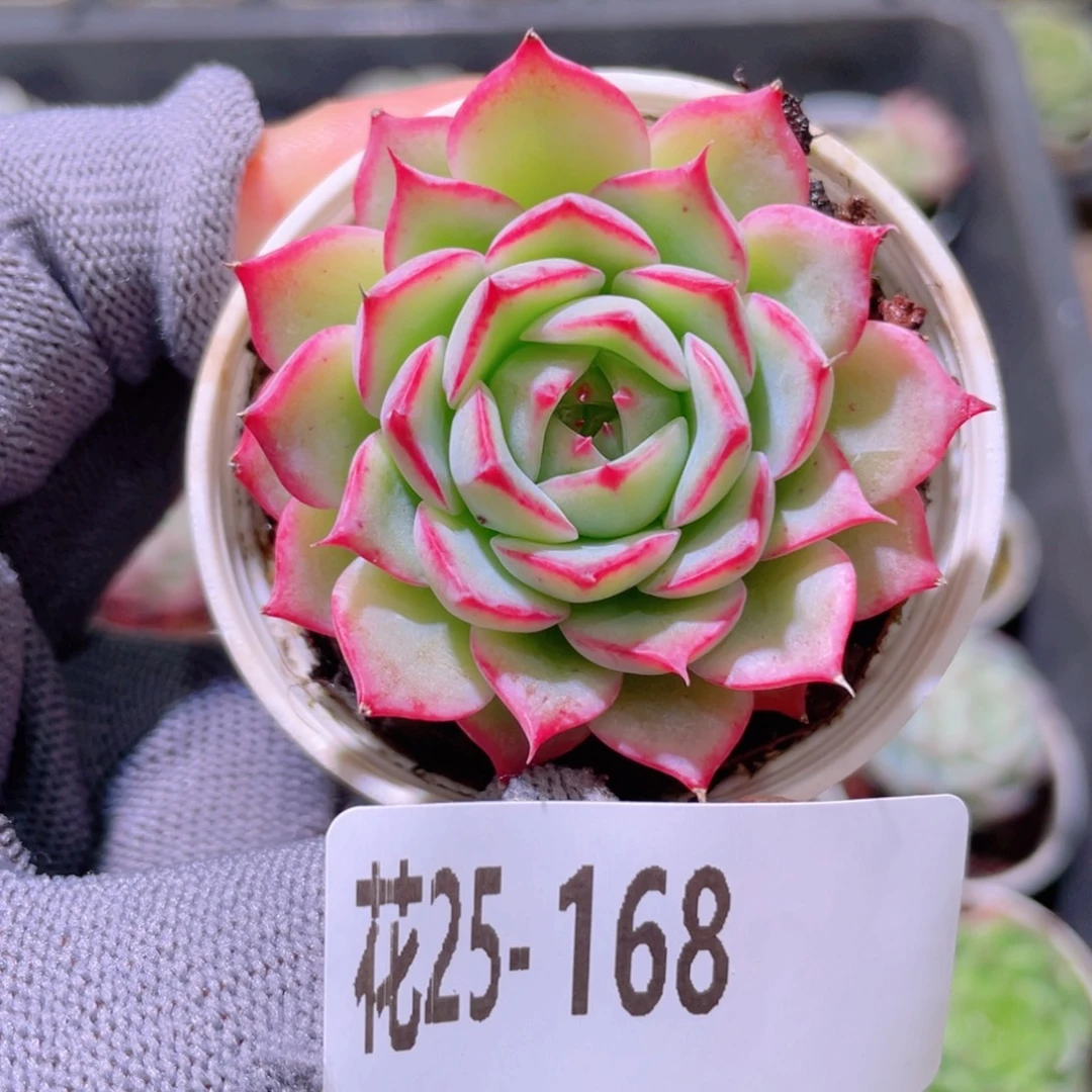 花利美25-168新品