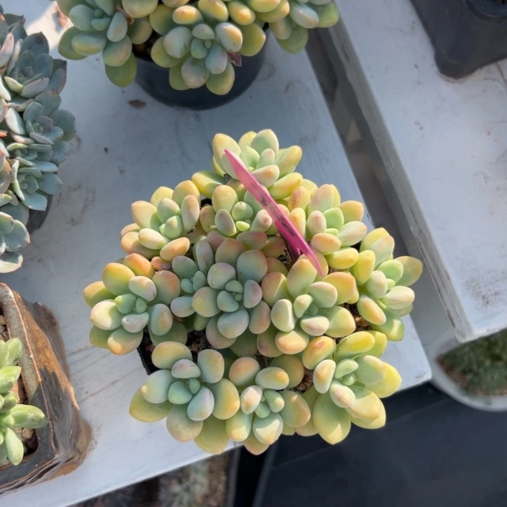 朝***姐多肉植物一物一拍