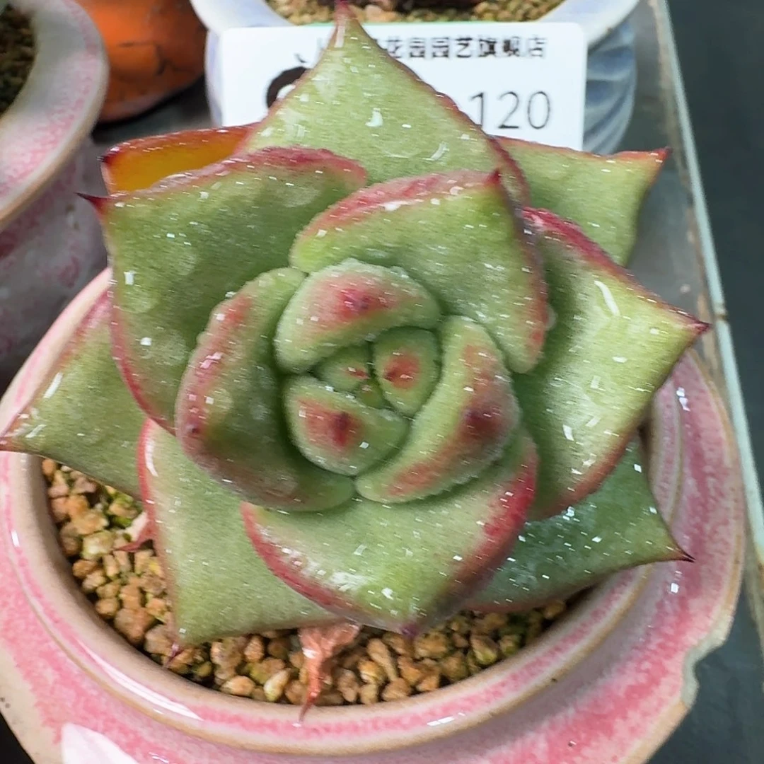 从前慢多肉精选编号0924.120