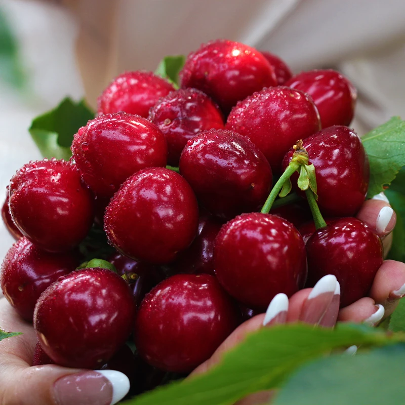 【脆甜口】山东烟台露天美早大樱桃国产车厘子新鲜水果2-5斤