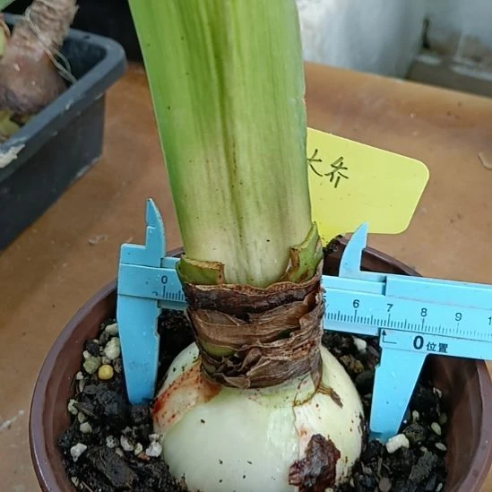 无花朵大乔朱顶红6.5