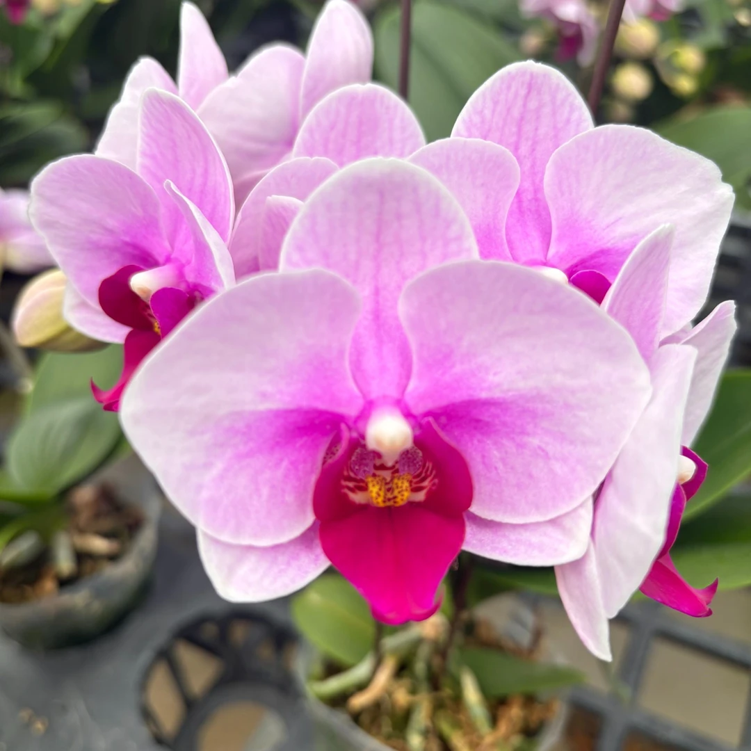 （悦顺优品）宝贝 （一单花后苗全场任意两单包邮发货）
