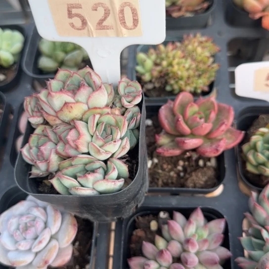 520月光女神一物一拍多肉