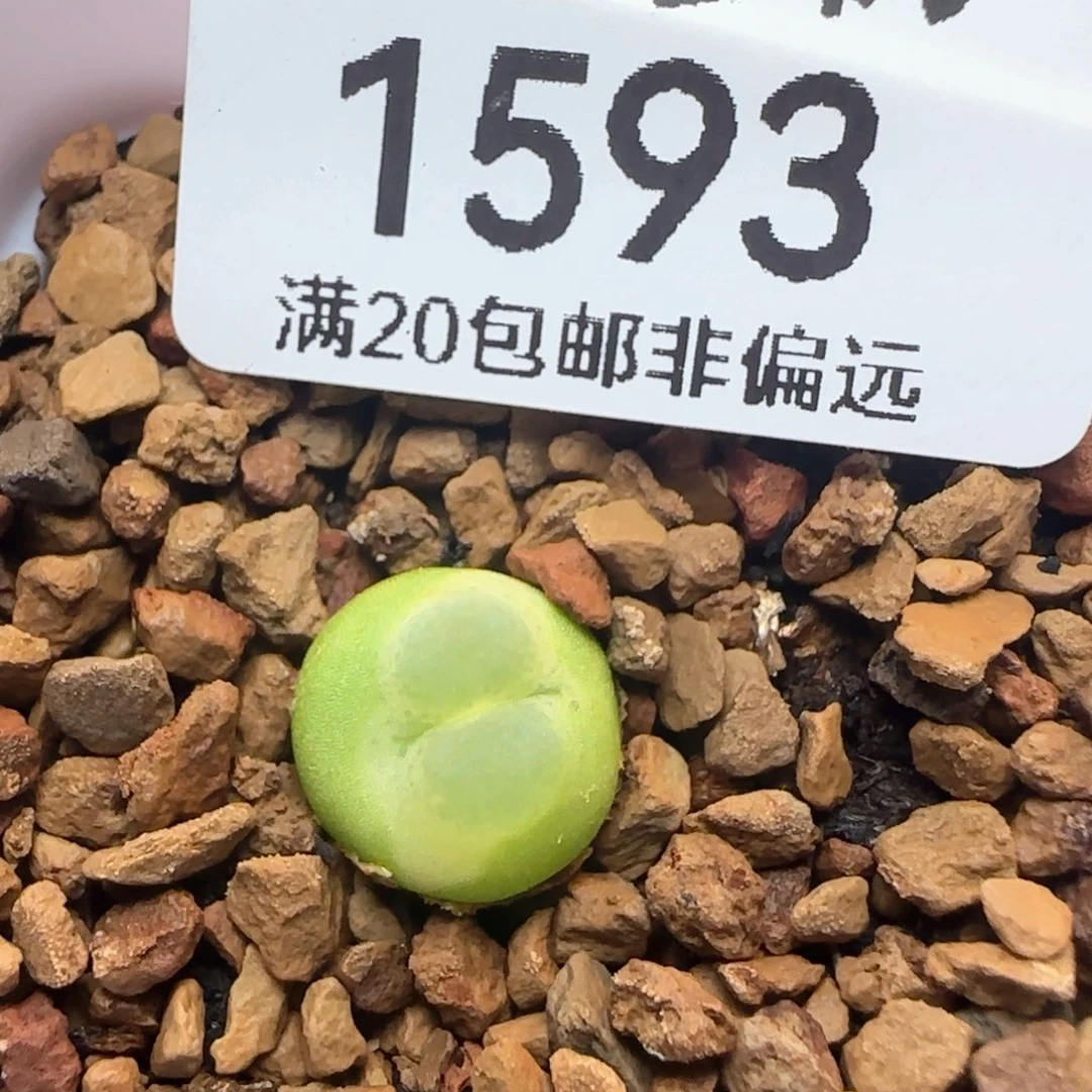 拉登1.1带盆土。